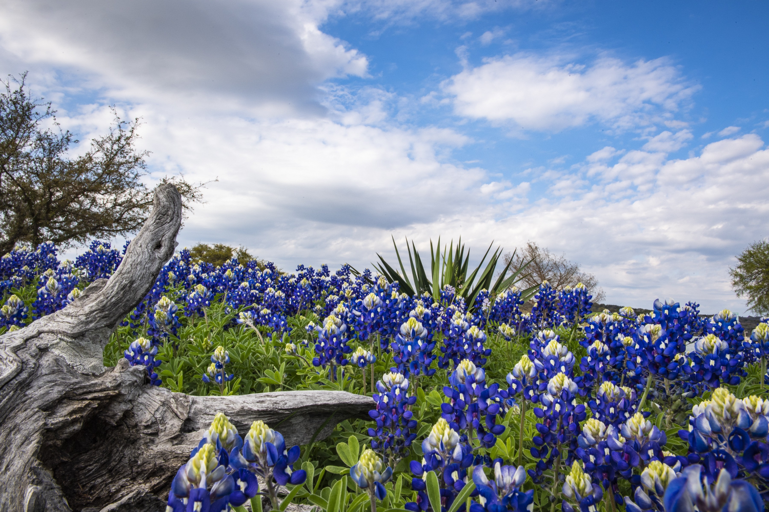 Texas Parks and Wildlife